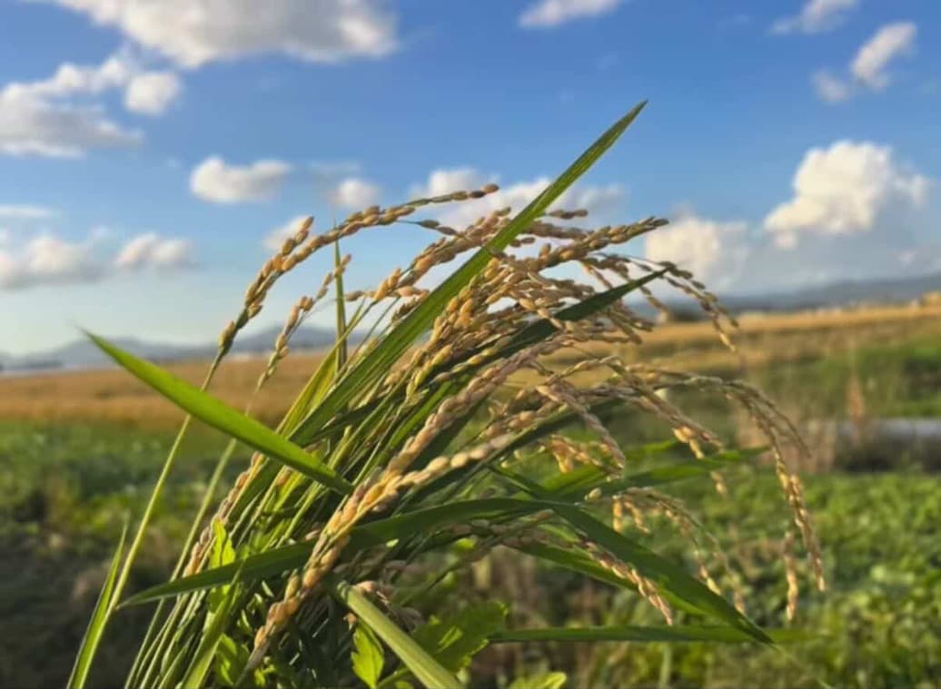 北海道鷹栖町ENDO FARMのゆめぴりか(北海道産ブランド米)