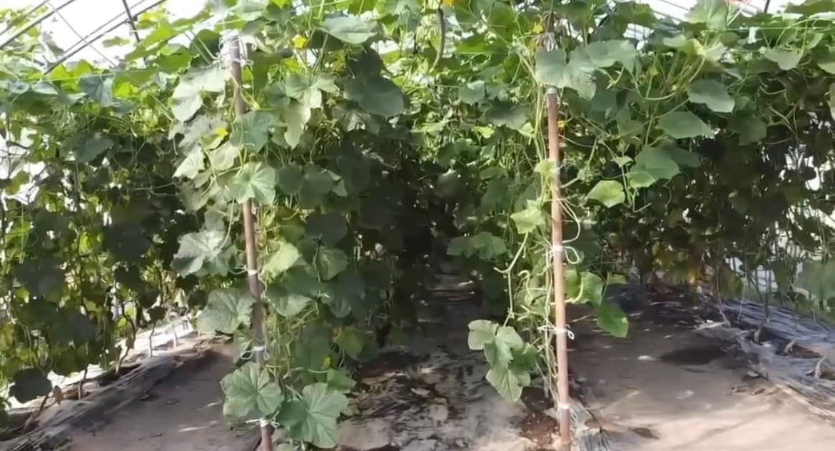 ENDO FARMのきゅうりハウス内観